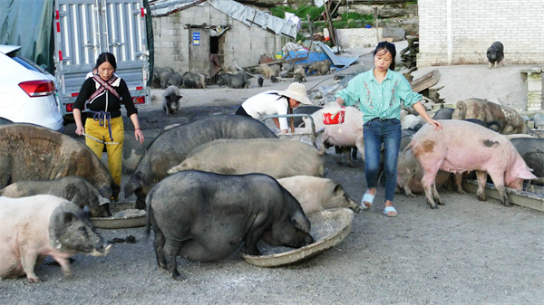 贵州麻江：四姐妹养生态山猪 探索增收致富之路