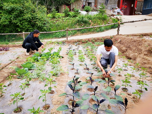 商标赋能 点“豆”成“金”——青海省市场监管局驻村工作队创新帮扶方式为村民增加“真金白银”